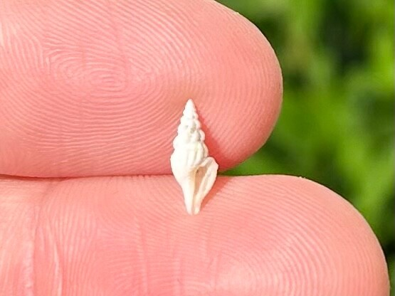 Costa Rica Fossil Gastropod Glyphostoma sp. Miocene Age Shell