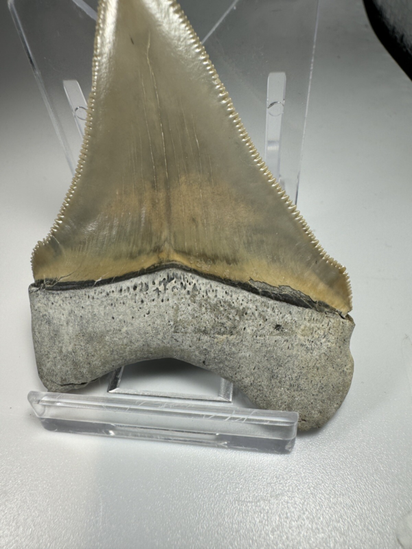 2.5 In Colorful Aurora Lee Creek Chubutensis Shark tooth Fossil Chub NC