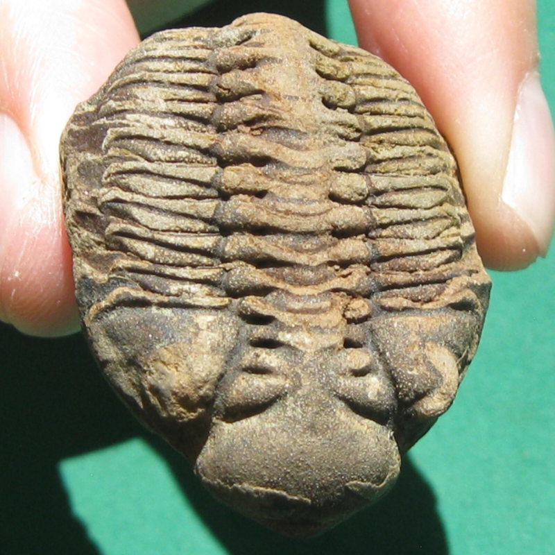 Trilobite Fossil Eldredgeia venustus Bolivia Devonian