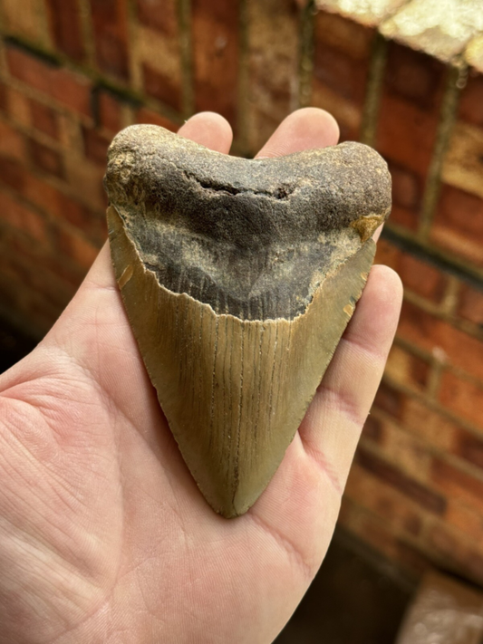 Megalodon Shark Tooth USA 4.75 Inch