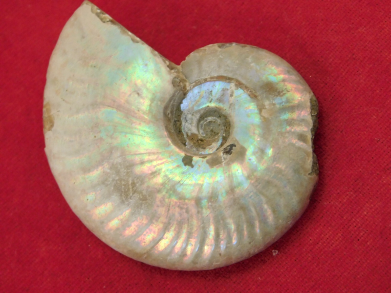Iridescent Ammonite Fossil 100% Natural Madagascar! 13.1gr