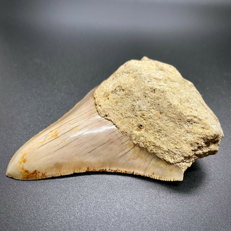 3.70" Sharply Serrated Fossil MEGALODON Shark Tooth