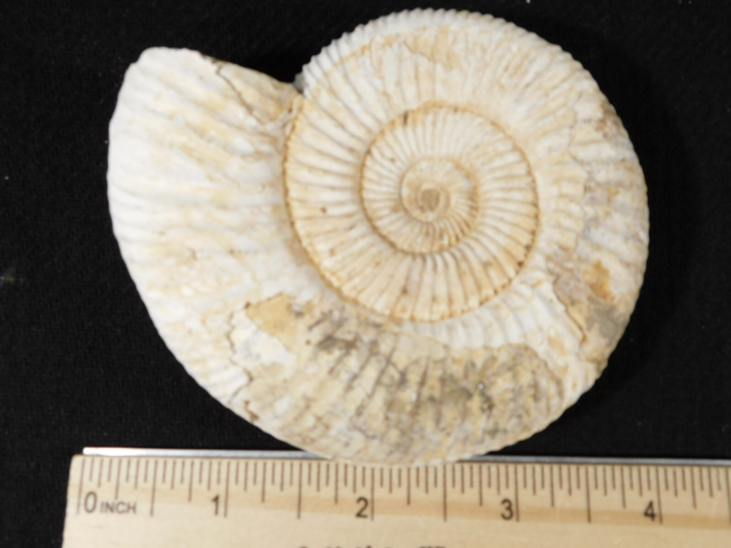Big! 100% Natural Cretaceous Era White Ribbed AMMONITE Fossil 205gr