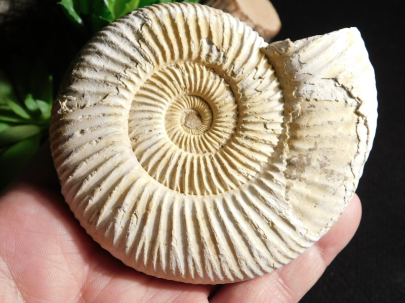 Big! 100% Natural Cretaceous Era White Ribbed AMMONITE Fossil 205gr