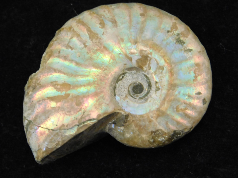 Iridescent Ammonite Fossil 100% Natural Madagascar! 17.1gr