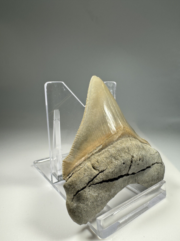 2.5 In Colorful Aurora Lee Creek Chubutensis Shark tooth Fossil Chub NC