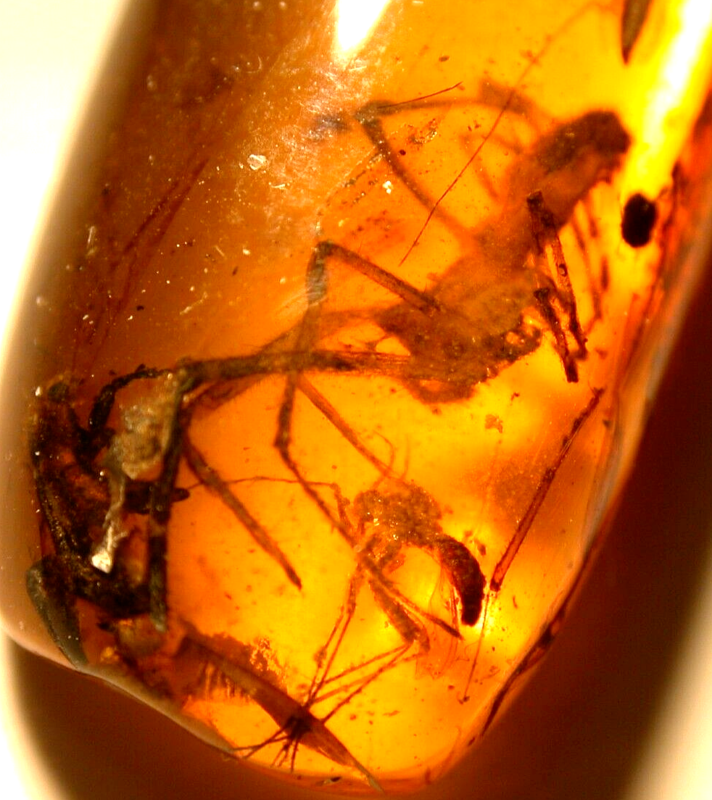 Large Spider Attacking Fly with Webbing in Burmite Amber Fossil Dinosaur Age