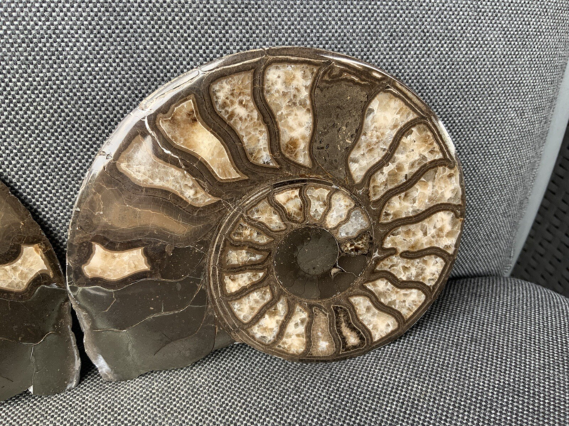 Harpoceras sp Ammonite Polished Pair, Rare Calcite Fossil Whitby, England, UK.