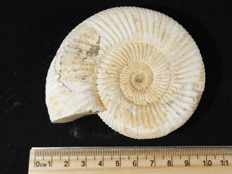 Big! 100% Natural Cretaceous Era White Ribbed AMMONITE Fossil 205gr