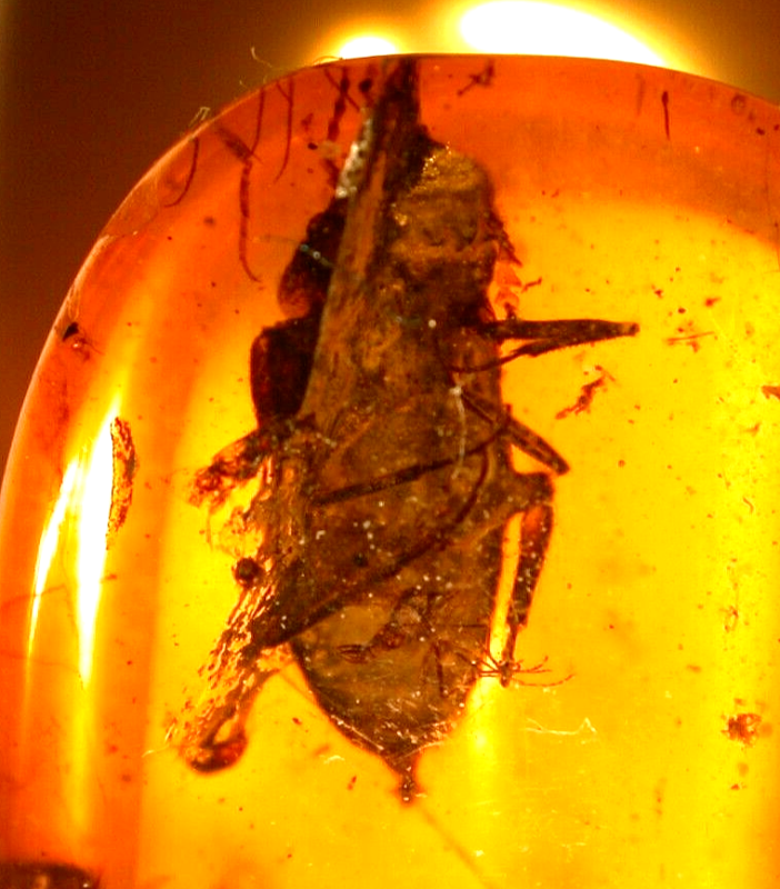 Large Spider Attacking Fly with Webbing in Burmite Amber Fossil Dinosaur Age