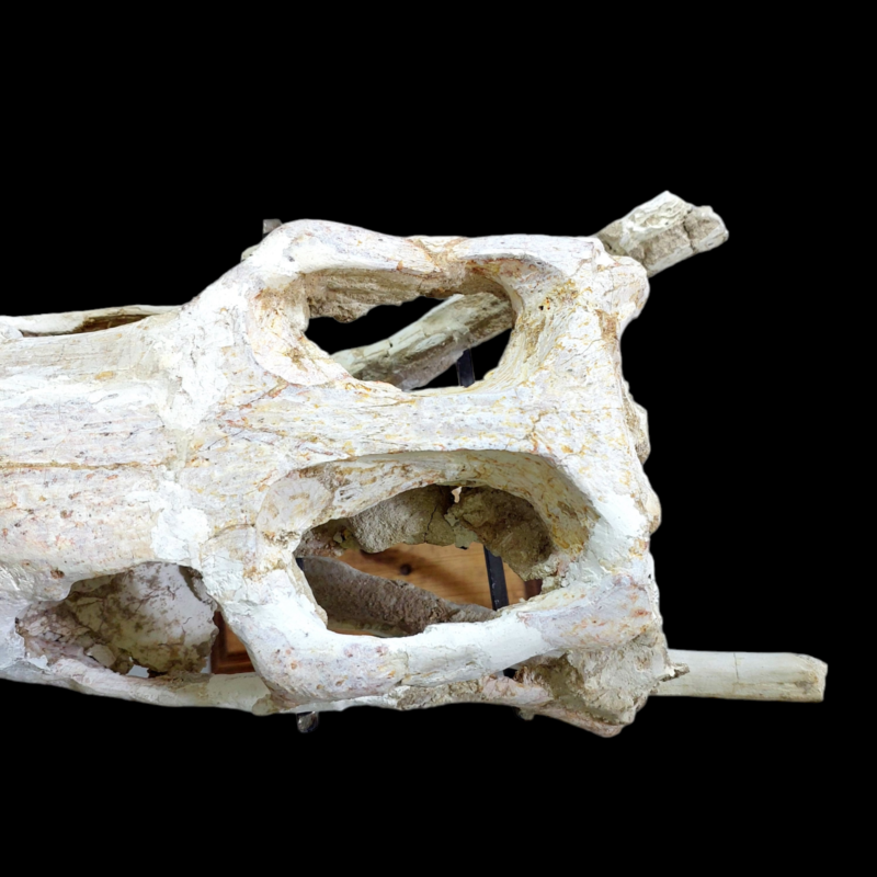 DYROSAURUS PHOSPHATICUS  Crocodile Skull Fossil   58 cm - Morocco