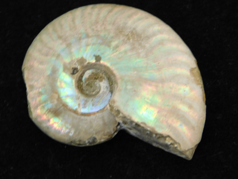Iridescent Ammonite Fossil 100% Natural Madagascar! 13.1gr