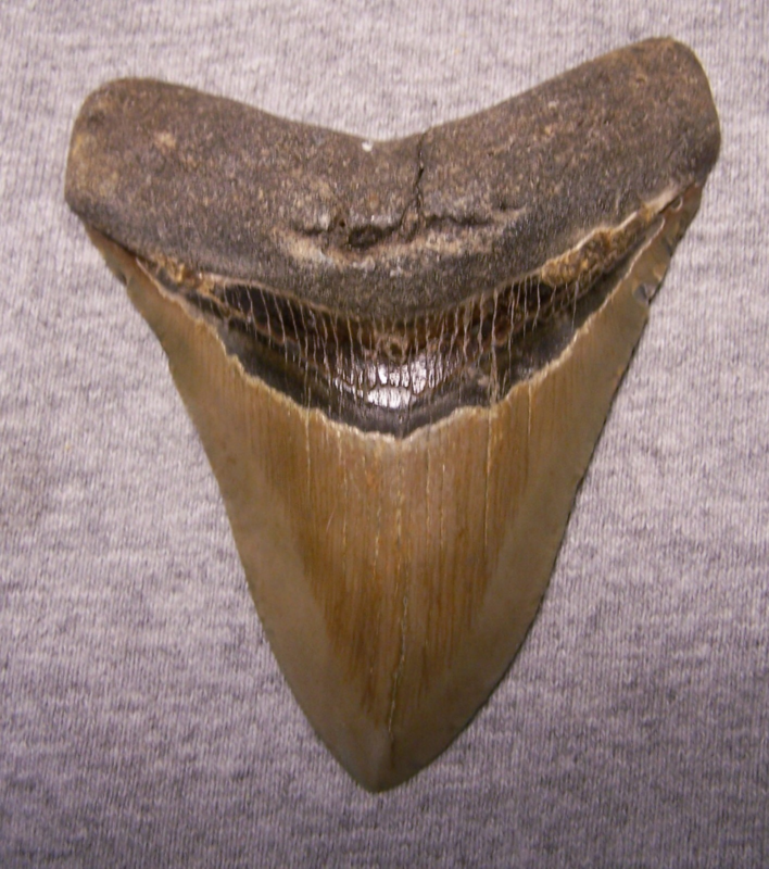 MEGALODON Shark Tooth 3 7/8" sharks teeth BIG jaw fossil REAL megladon SERRATED