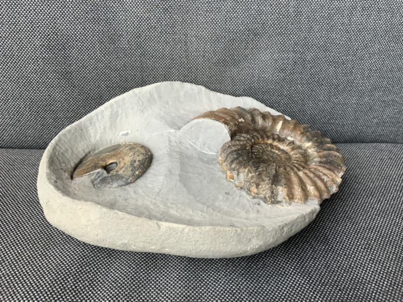 Double Ammonite Androgynoceras Tragophylloceras Charmouth Dorset Jurassic Fossil