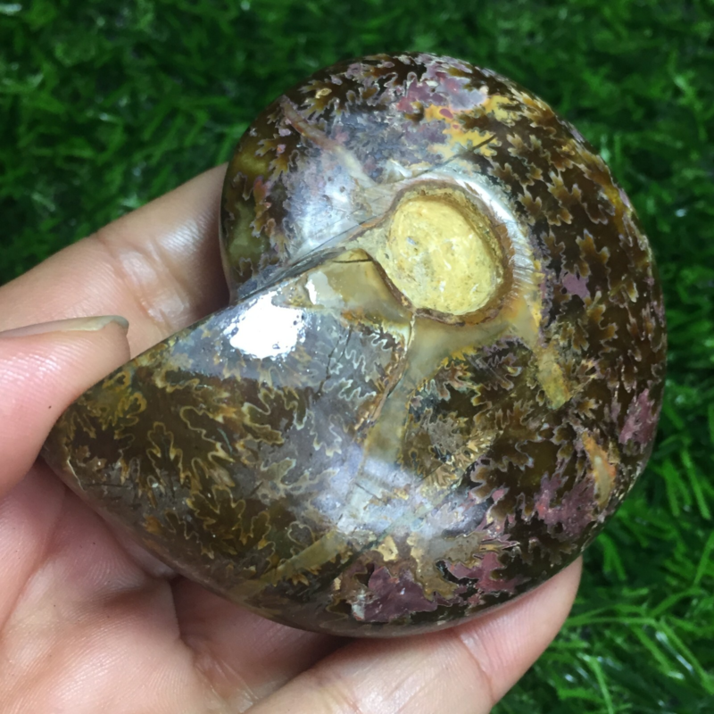 154g   Natural conch Ammonite fossil specimens of Madagascar 968