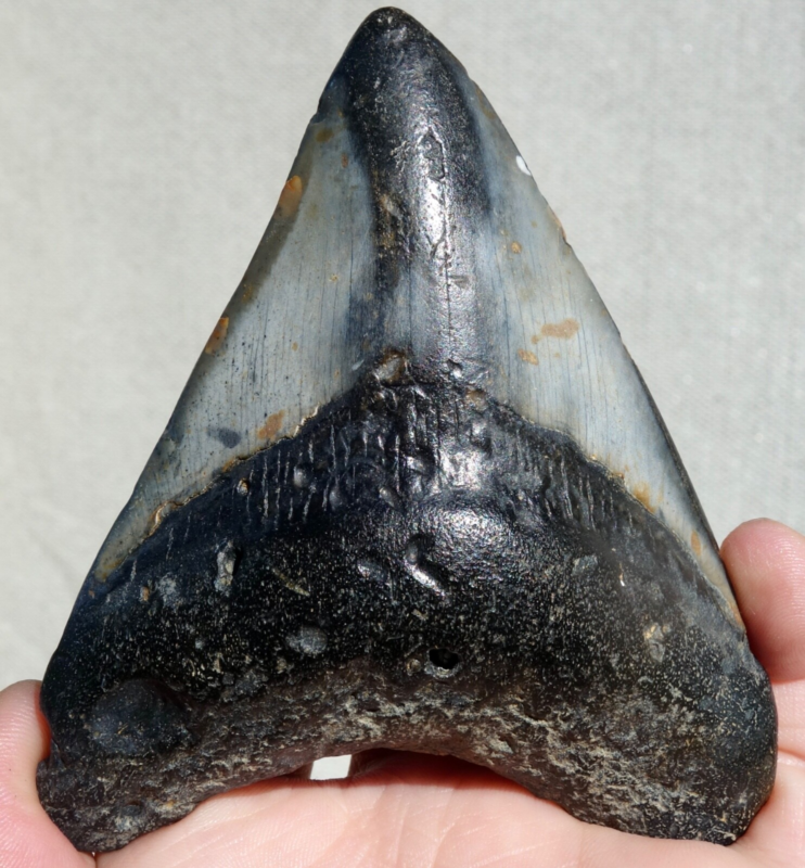 MEGALODON SHARK TOOTH ~ 3.70" ~ SHARK TEETH ~ REAL FOSSIL ~ NO REPAIR ~
