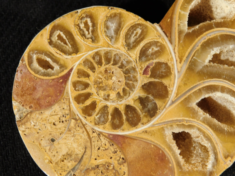 Larger! 121 MILLION Year Old! Split and Polished Ammonite Fossil Pair 175gr