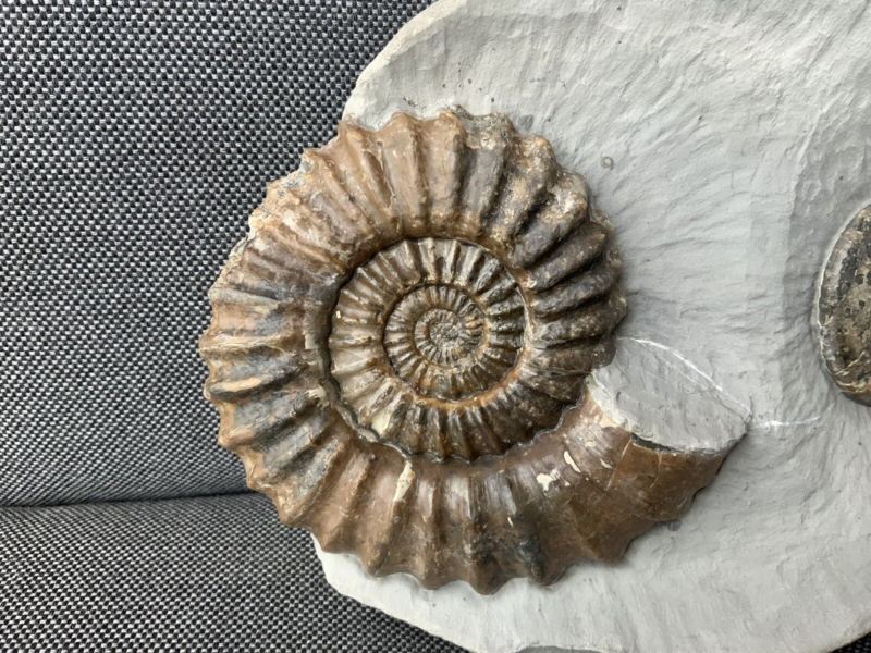 Double Ammonite Androgynoceras Tragophylloceras Charmouth Dorset Jurassic Fossil