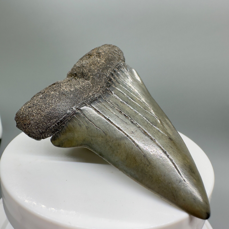 LARGE, colorful 2.79" Fossil EXTINCT MAKO Shark Tooth - Beaufort County, SC