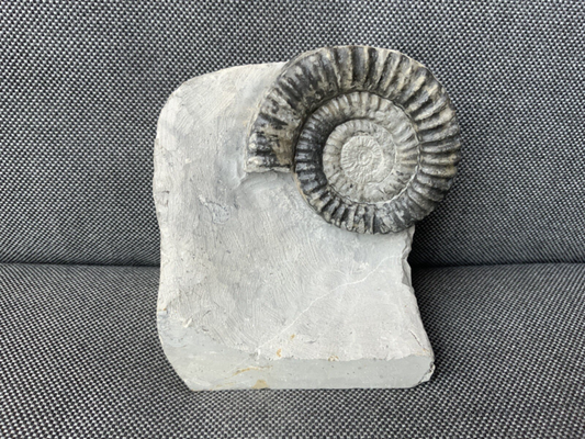 Green Ammonite Nodule Metophioceras sp Charmouth, Dorset, Rare Jurassic Fossil