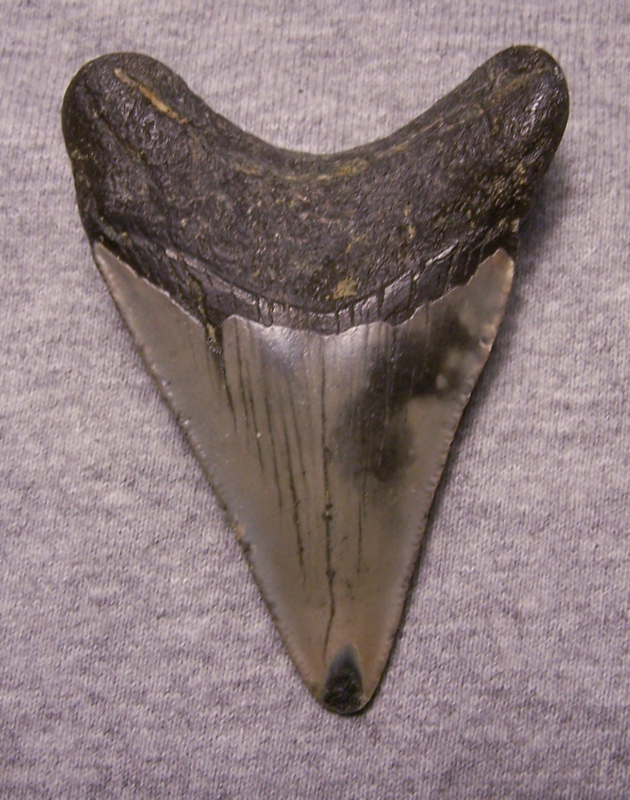 MEGALODON Shark Tooth 3 5/16" sharks teeth BIG jaw fossil REAL megladon SERRATED