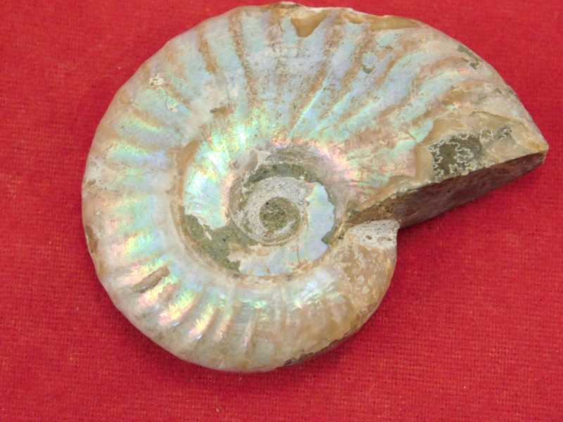 Iridescent Ammonite Fossil 100% Natural Madagascar! 17.1gr
