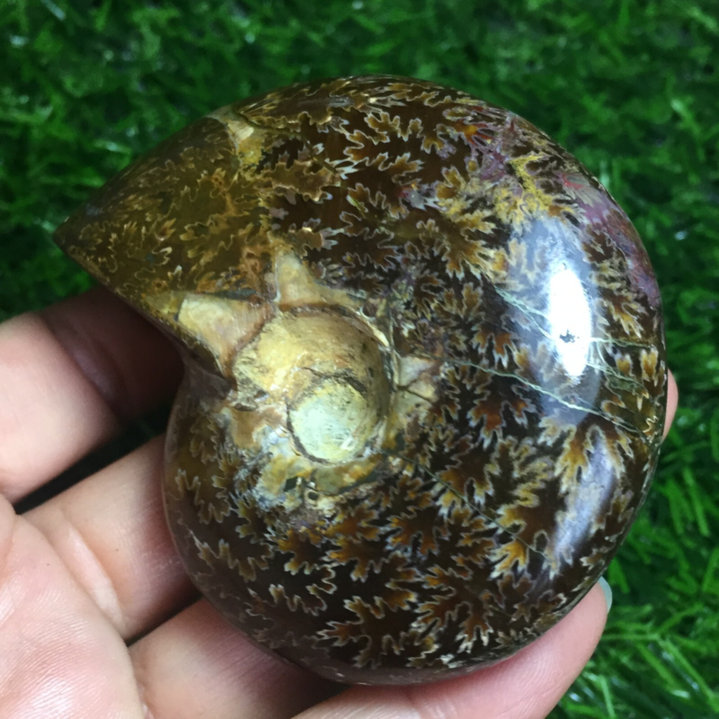 154g   Natural conch Ammonite fossil specimens of Madagascar 968