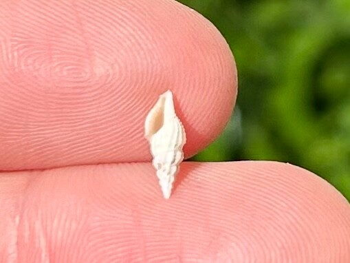 Costa Rica Fossil Gastropod Glyphostoma sp. Miocene Age Shell