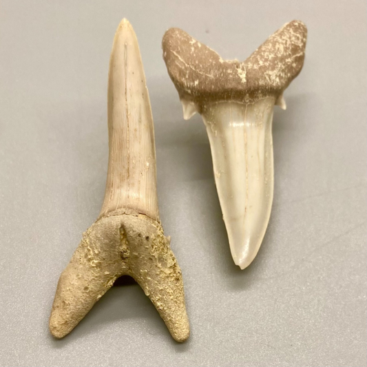 Beautiful Pair Fossil STRIATOLAMIA MACROTA - Extinct Sand Tiger - Central KZ