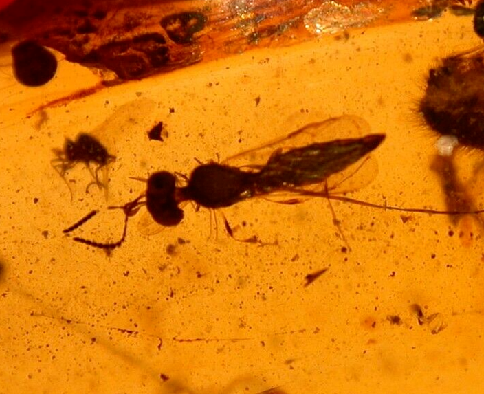 Large Spider Attacking Fly with Webbing in Burmite Amber Fossil Dinosaur Age