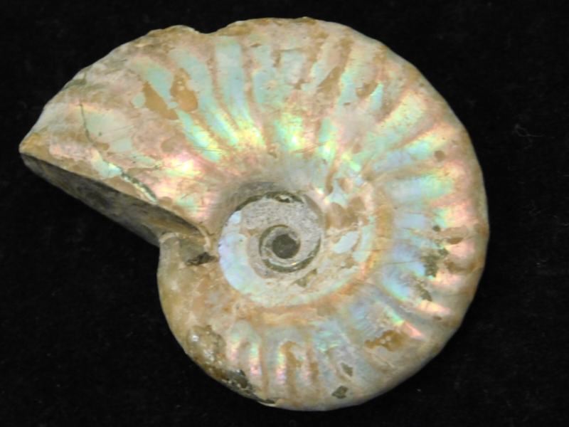 Iridescent Ammonite Fossil 100% Natural Madagascar! 17.1gr