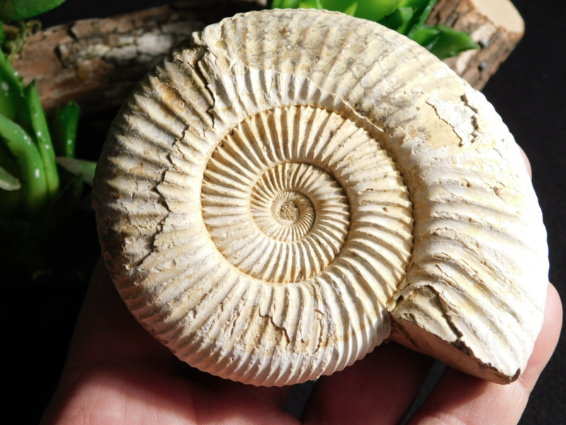 Big! 100% Natural Cretaceous Era White Ribbed AMMONITE Fossil 205gr