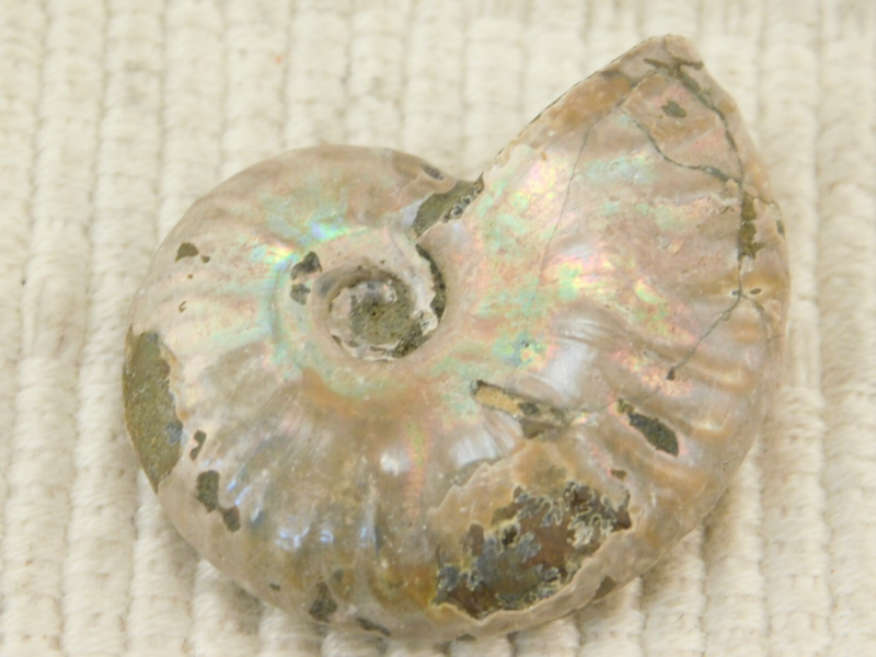 Iridescent Ammonite Fossil 100% Natural Madagascar! 19.4gr