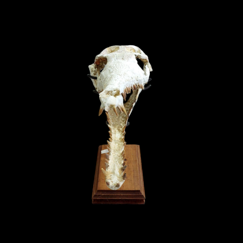 DYROSAURUS PHOSPHATICUS  Crocodile Skull Fossil   58 cm - Morocco
