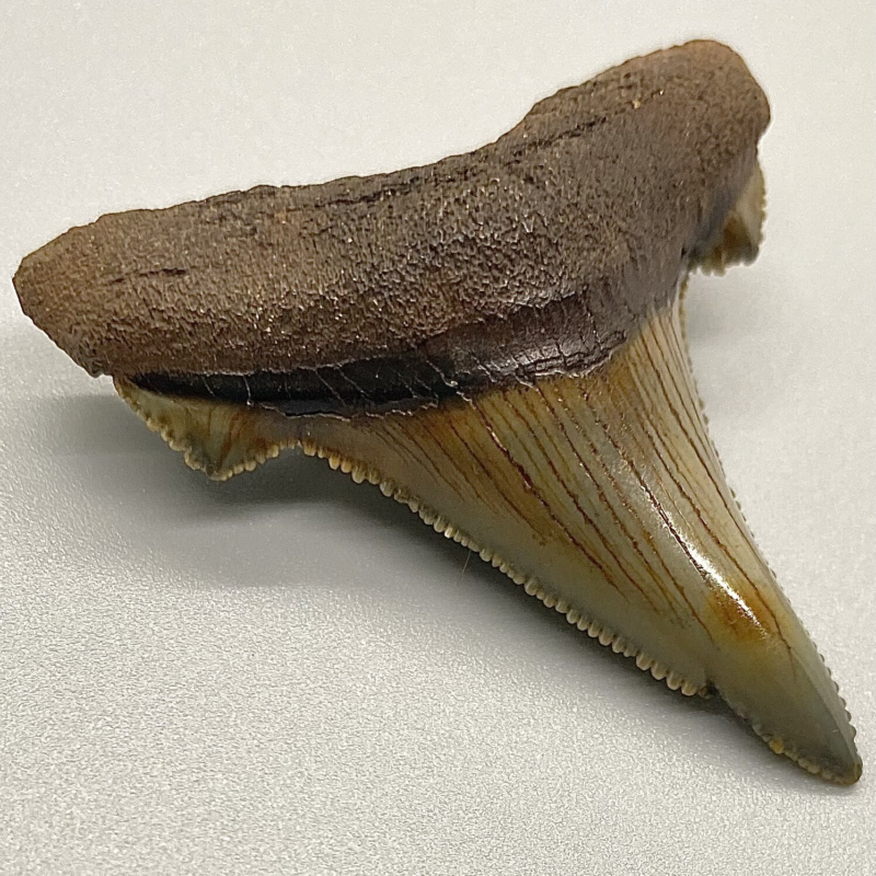 High Quality 1.77" Serrated Fossil AURICULATUS Shark Tooth - Eocene, NC
