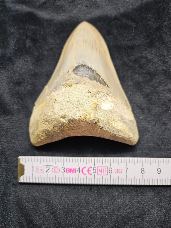 Riesiger Megalodon-Zahn, - 10cm - Carcharocles Megalodon 2-23 Millionen Jahre