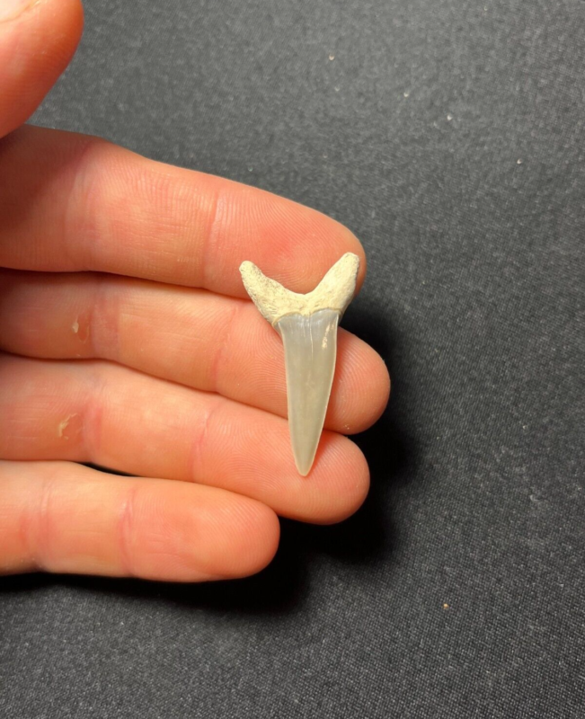 Fossil Desori Mako Shark Tooth