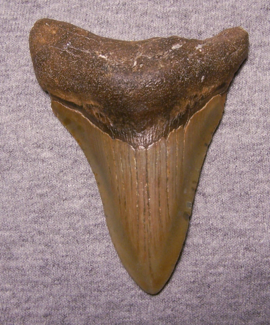 MEGALODON Shark Tooth 3 3/4" sharks teeth BIG jaw fossil REAL megladon SERRATED