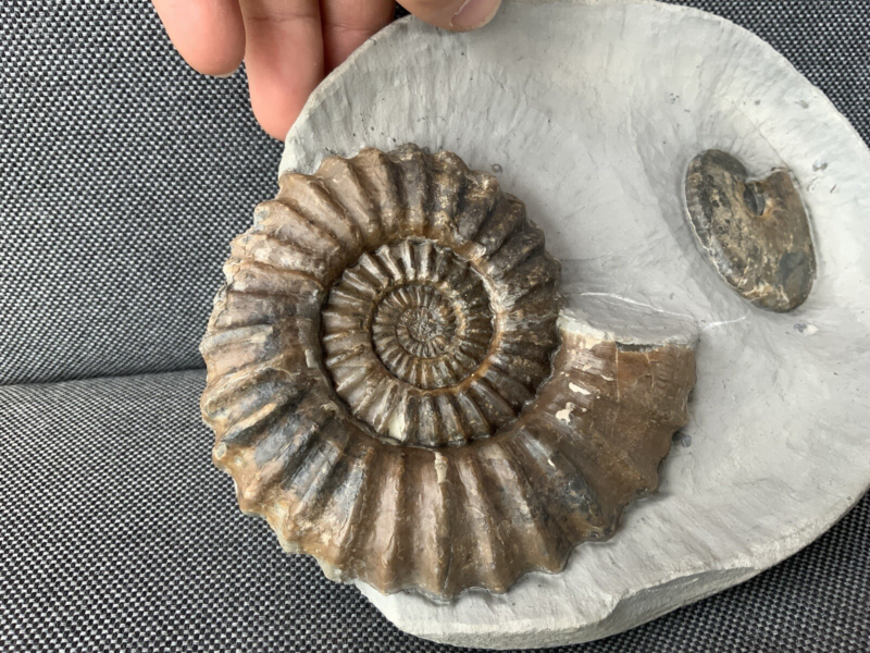Double Ammonite Androgynoceras Tragophylloceras Charmouth Dorset Jurassic Fossil