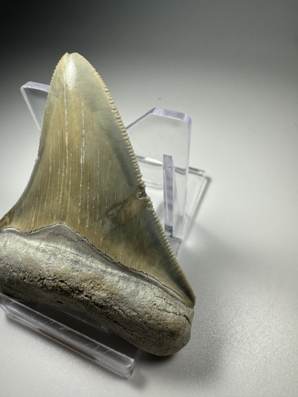 2.6 In Colorful Aurora Lee Creek Megalodon Shark tooth Fossil North Carolina NC