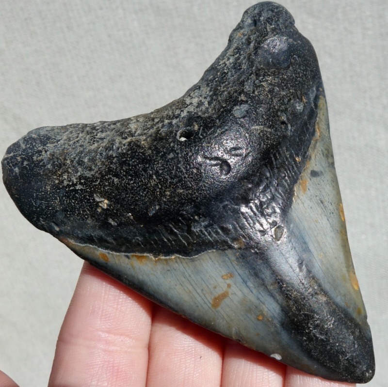 MEGALODON SHARK TOOTH ~ 3.70" ~ SHARK TEETH ~ REAL FOSSIL ~ NO REPAIR ~