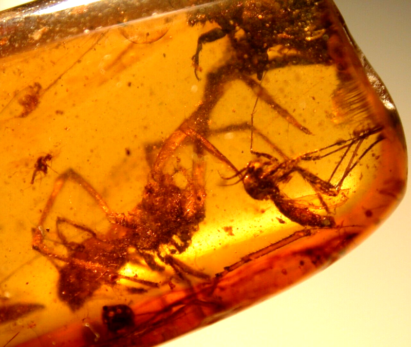 Large Spider Attacking Fly with Webbing in Burmite Amber Fossil Dinosaur Age