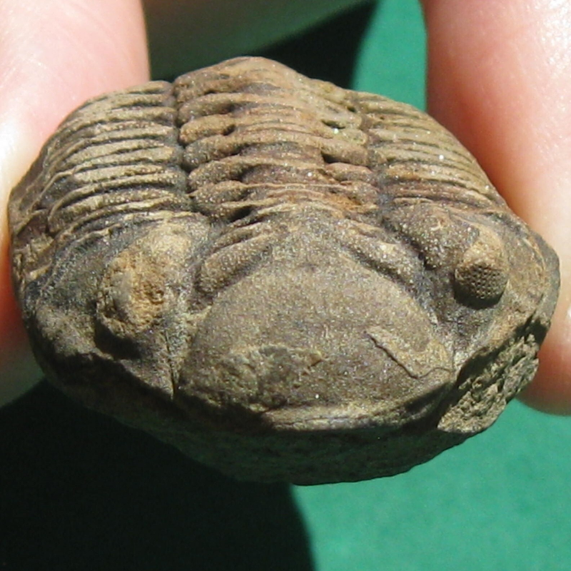 Trilobite Fossil Eldredgeia venustus Bolivia Devonian