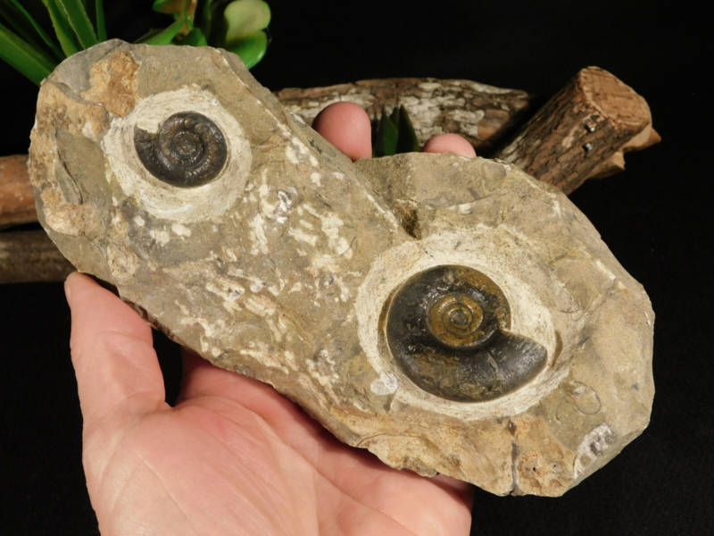 TWO! 100% Natural 400 Million Year Old! Devonian Era AMMONITE Fossils 800gr