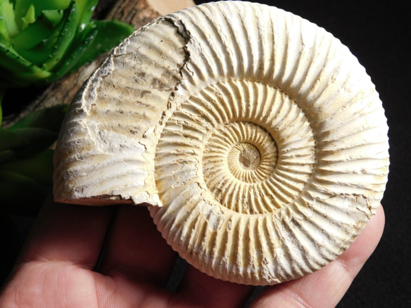 Big! 100% Natural Cretaceous Era White Ribbed AMMONITE Fossil 205gr