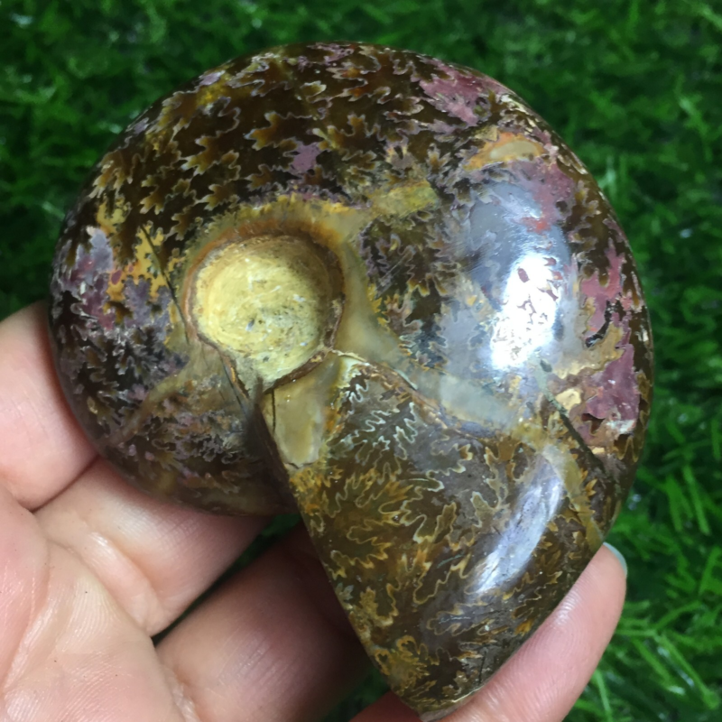 154g   Natural conch Ammonite fossil specimens of Madagascar 968