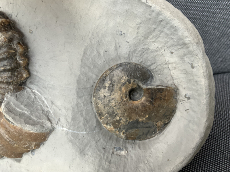 Double Ammonite Androgynoceras Tragophylloceras Charmouth Dorset Jurassic Fossil