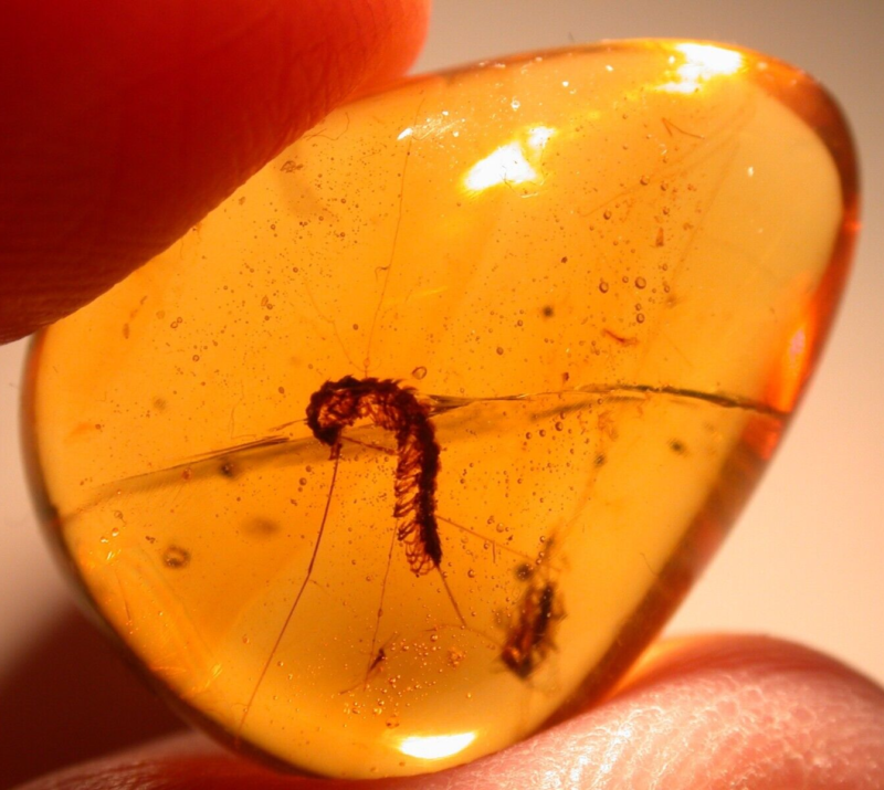 Beautiful Curled Millipede with Flies in Burmite Amber Fossil from Dinosaur Age