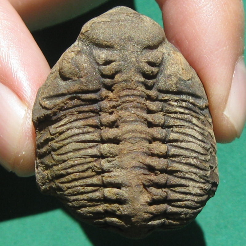 Trilobite Fossil Eldredgeia venustus Bolivia Devonian