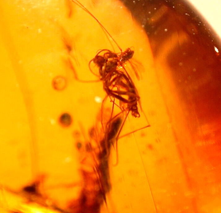 Beautiful Curled Millipede with Flies in Burmite Amber Fossil from Dinosaur Age